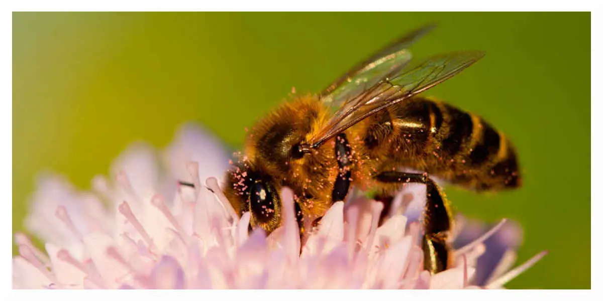 Abeilles: les pesticides Closer et Transform suspendue en justice