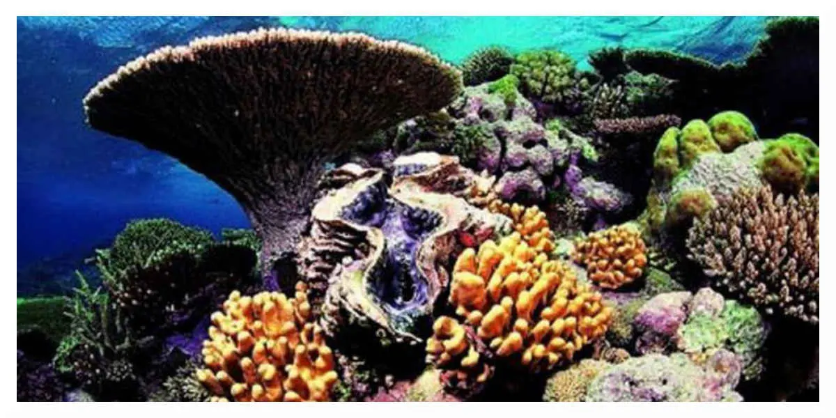 La Grande Barrière de corail en danger