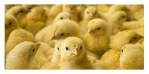 Poussins étouffés et broyés dans une vis sans fin