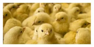 De jolie Poussins Poussins étouffés et broyés dans une vis sans fin