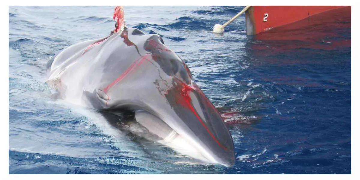 Chasse à la baleine