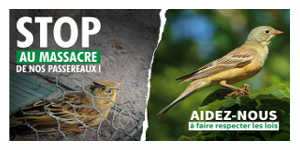 Passereaux Stop au massacre de nos passereaux !