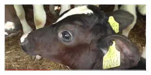 Transport des veaux non sevrés : souffrance animale garantie
