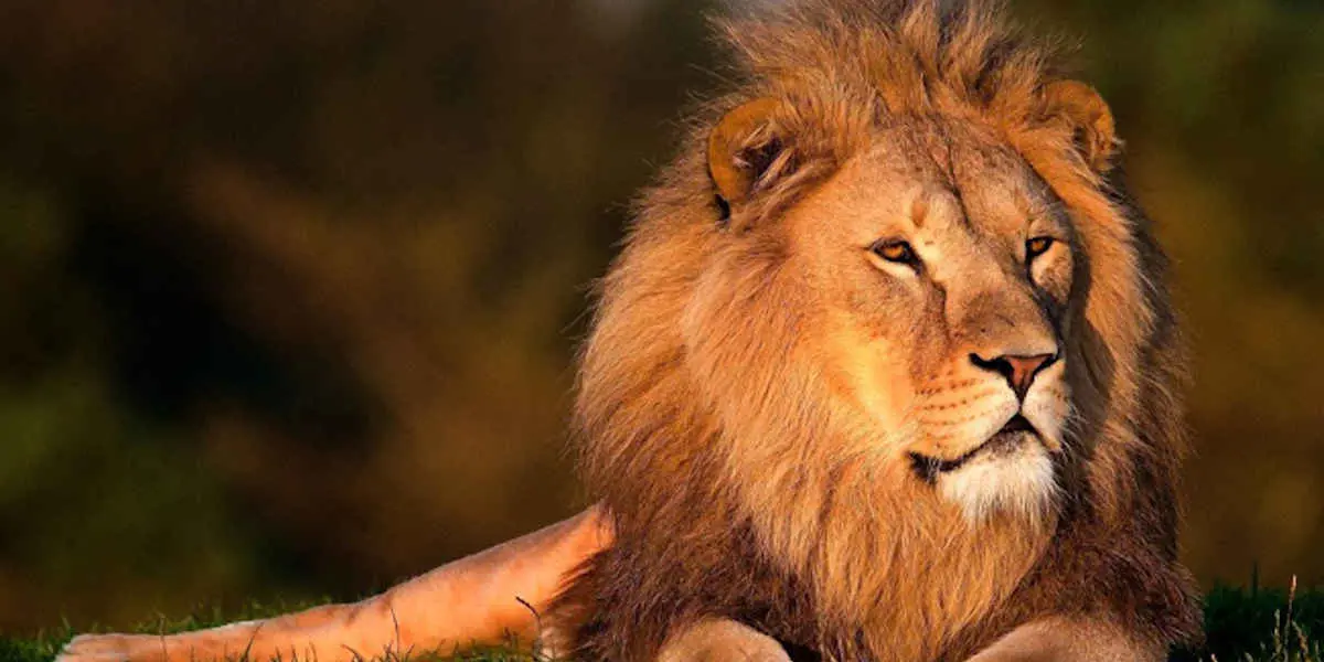 Le Lion