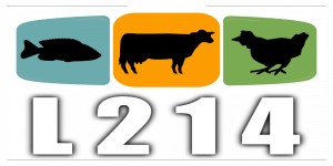 De nouvelles vidéos chocs de L214 dénoncent le traitement des cochons dans un abattoir