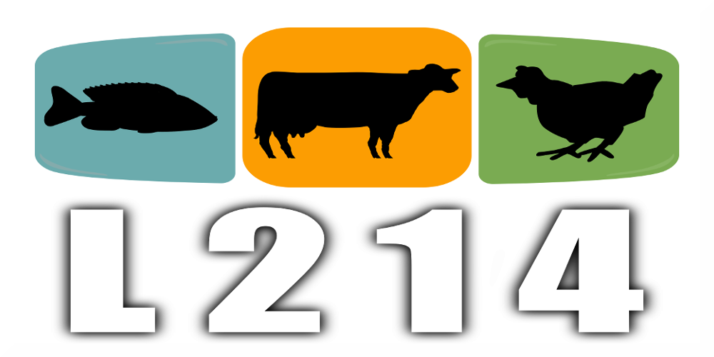L214-1 - Votre Actualité au Quotidien L214 met en cause un élevage de poules vendéen