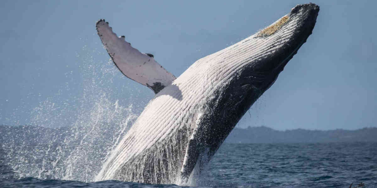L'Islande autorise la chasse à la baleine
