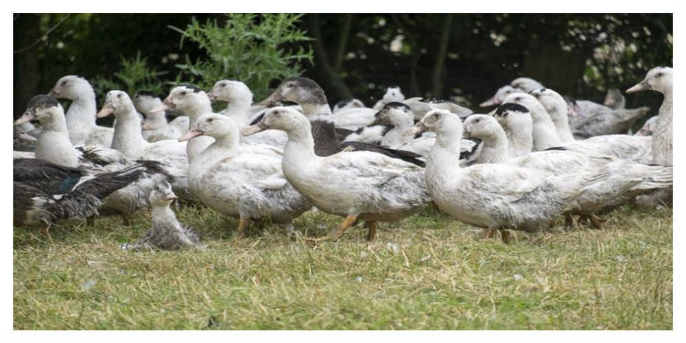 Le vide sanitaire ordonné par le gouvernement commence ce lundi dans les élevages du Sud-Ouest
