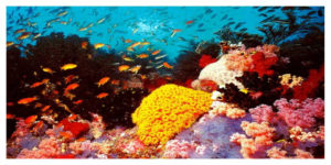 Australie: Les coraux de la Grande Barrière ont encore blanchi