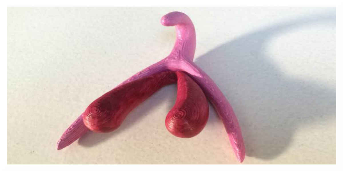Manuel scolaire : Le clitoris représenté pour la première fois en détail