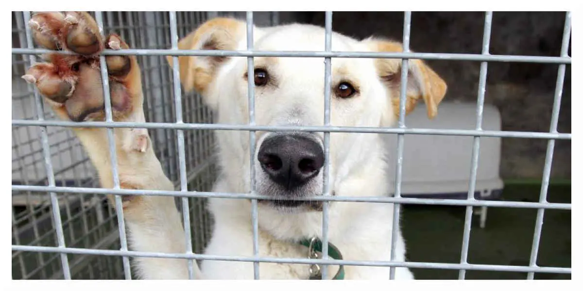 Abandons - Votre Actualité au Quotidien Animaux : les refuges de la SPA disent halte à l'abandon