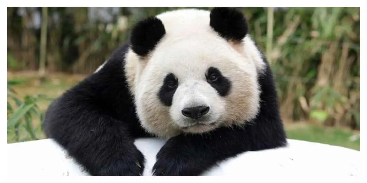Naissance de pandas jumeaux au zoo de Beauval, l'un deux est décédé.