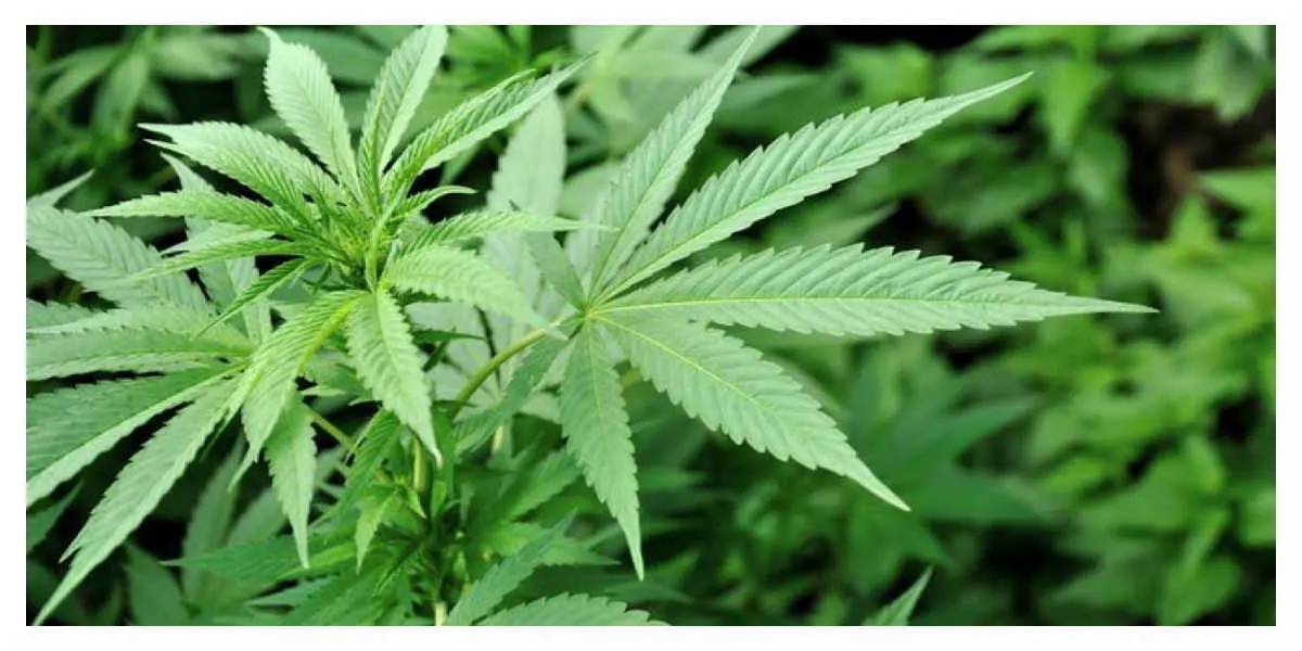 Méprise des policiers municipaux qui pensaient détruire du cannabis