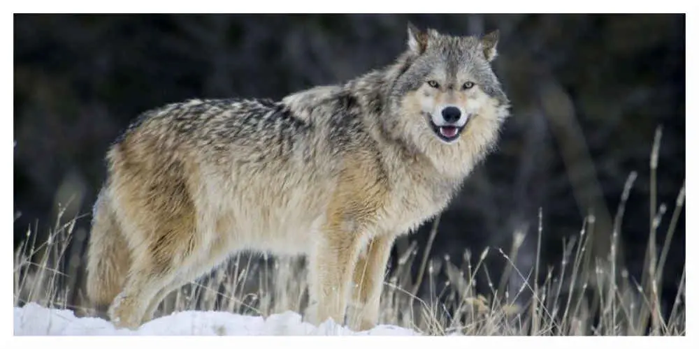 Le loup de retour dans le massif du Jura