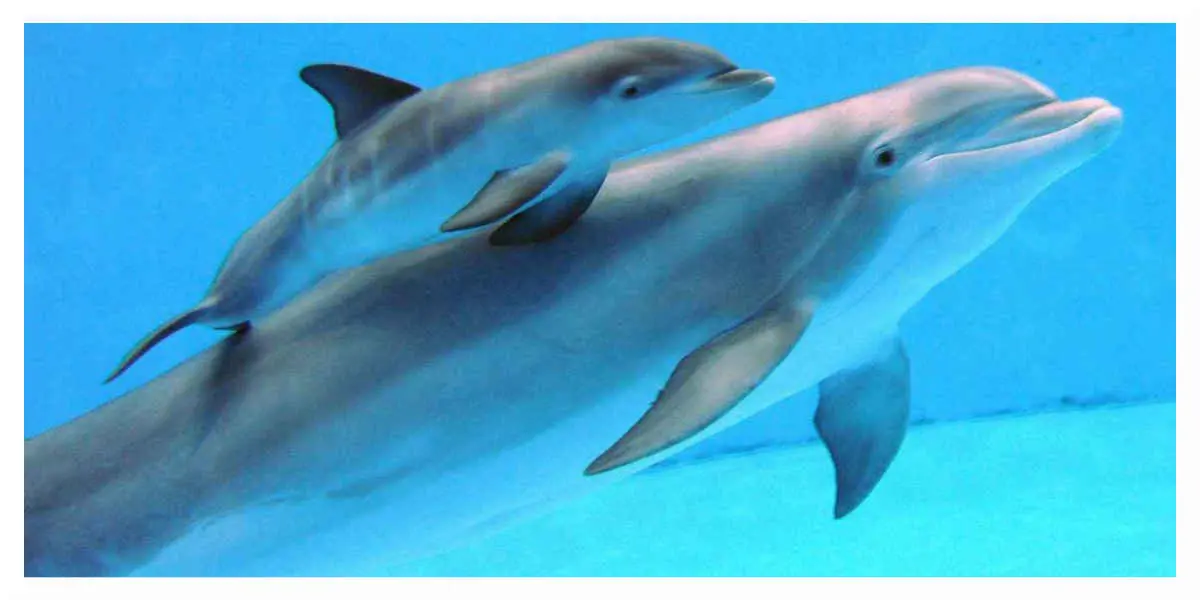 L'interdiction de la reproduction des dauphins en captivité confirmée