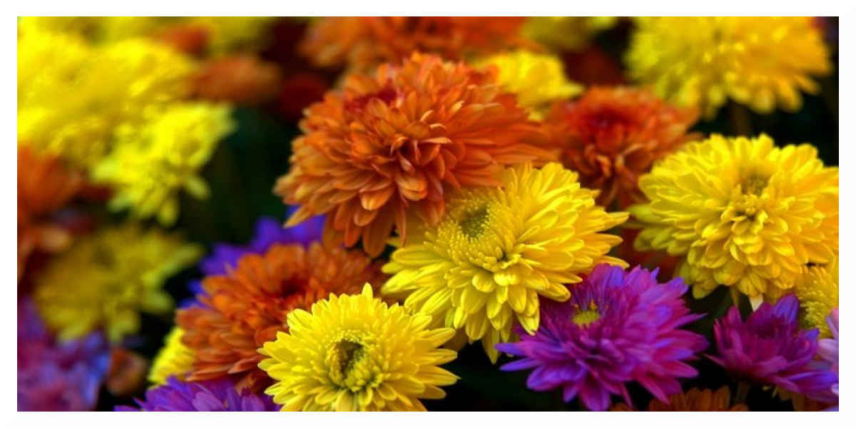 Toussaint : fleurir les tombes à distance grâce à une start-up