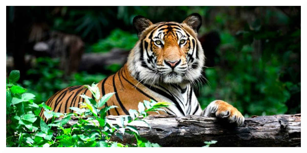 Tigre abattu à Paris : le propriétaire en garde à vue