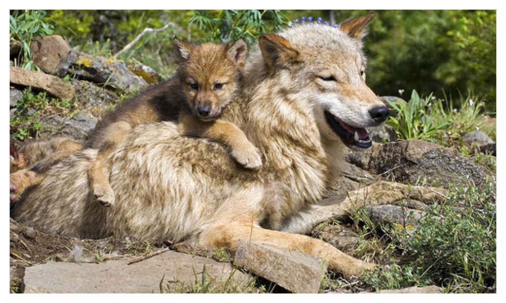 3 louveteaux abattus par l'Etat dans les Alpes Maritimes