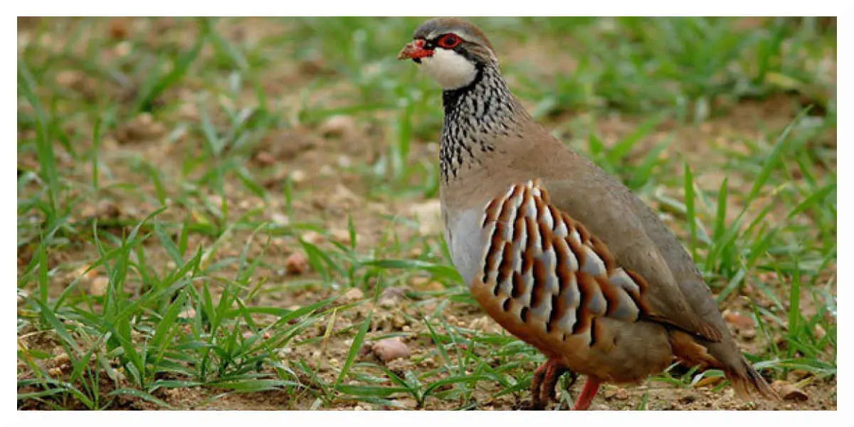 Les oiseaux disparaissent des campagnes françaises