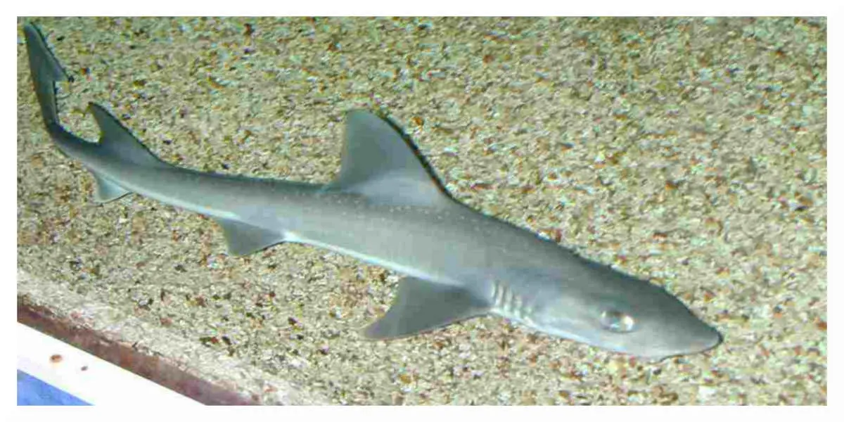 Requin-emissole - Votre Actualité au Quotidien Des centaines de requins retrouvés morts dans des filets de pêche