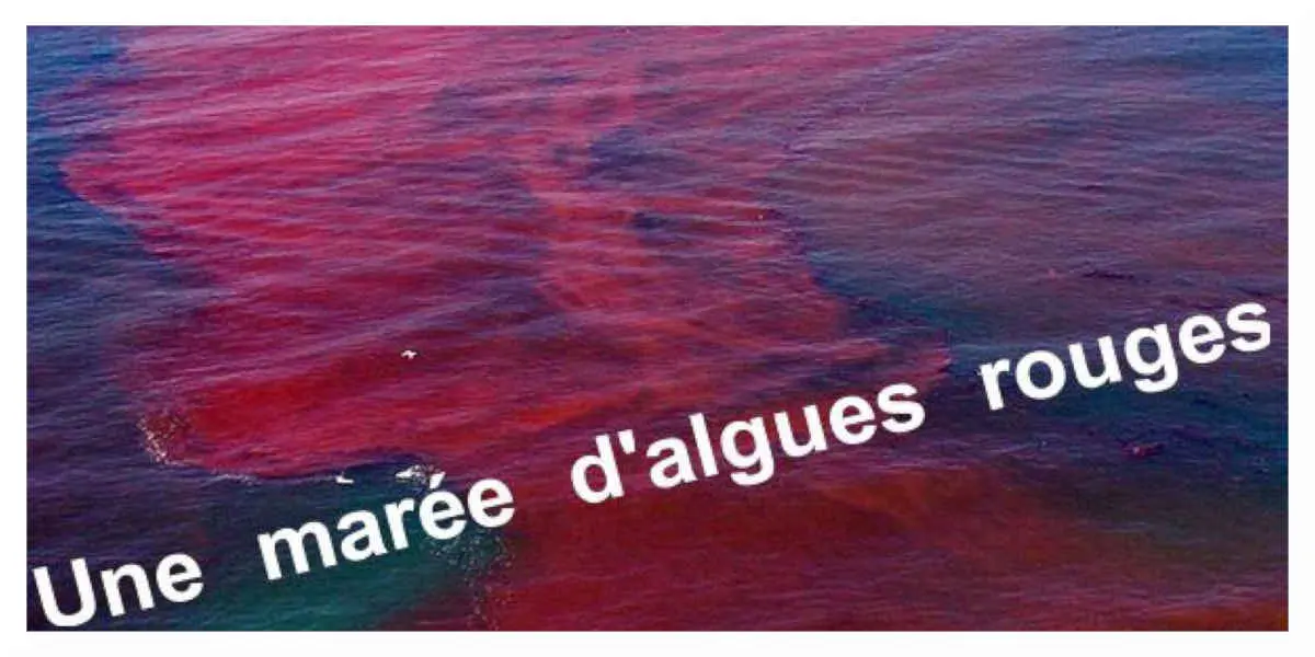 Etats-Unis: Une «marée rouge» décime la population aquatique