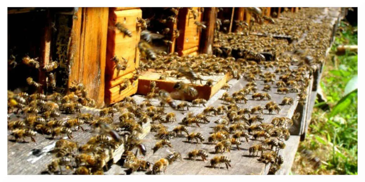 Ruches-Abeilles - Votre Actualité au Quotidien L’ONG suisse Public Eye alerte sur