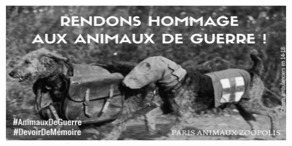 Hommage aux animaux de guerre : Paris accepte de leur ériger un monument