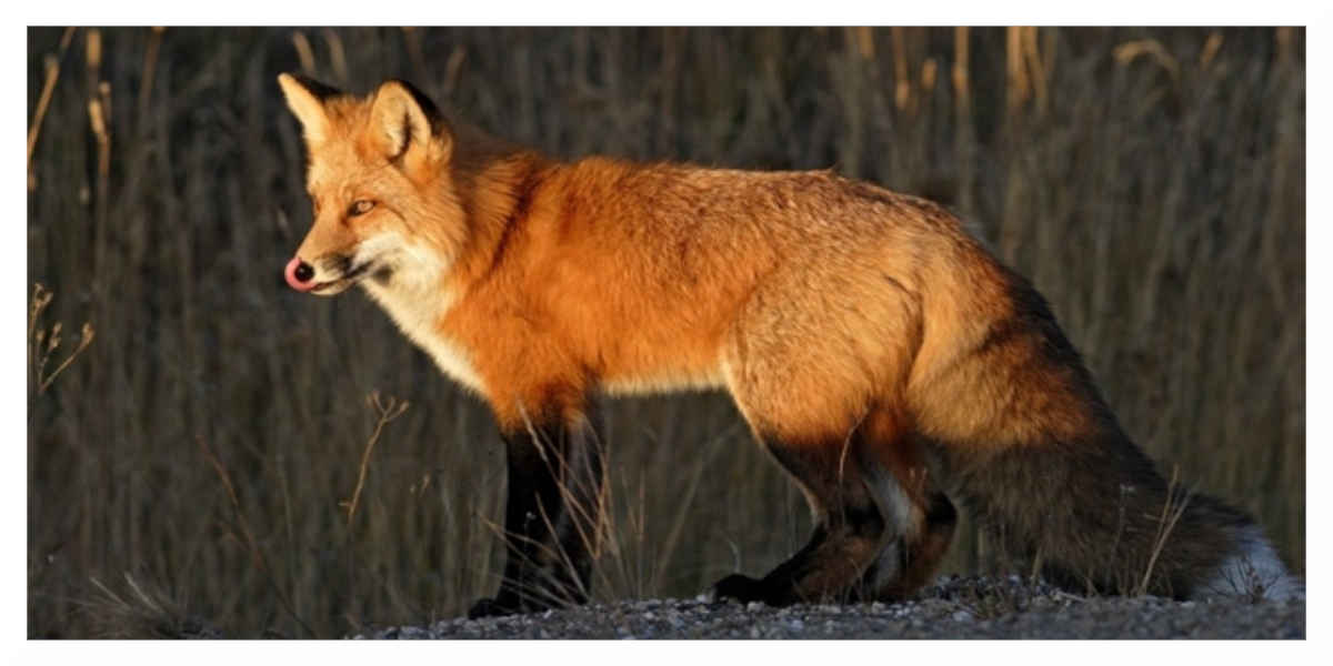 Entre 500 000 et 1 million de renards» sont tués chaque année en France