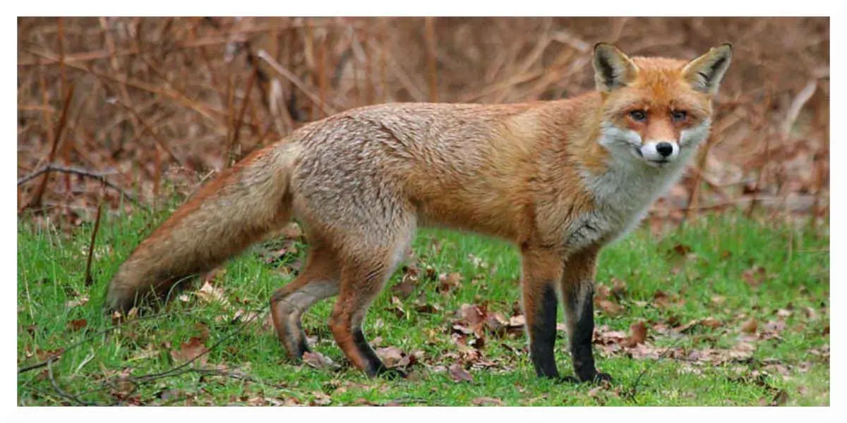 renard-roux1 - Votre Actualité au Quotidien La double peine pour le renard roux