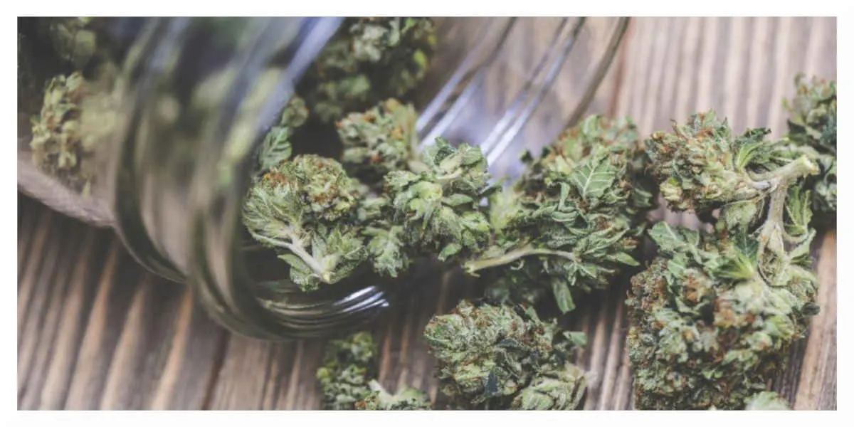 - Votre Actualité au Quotidien Le cannabis thérapeutique pourra être prescris sous certaines conditions ?