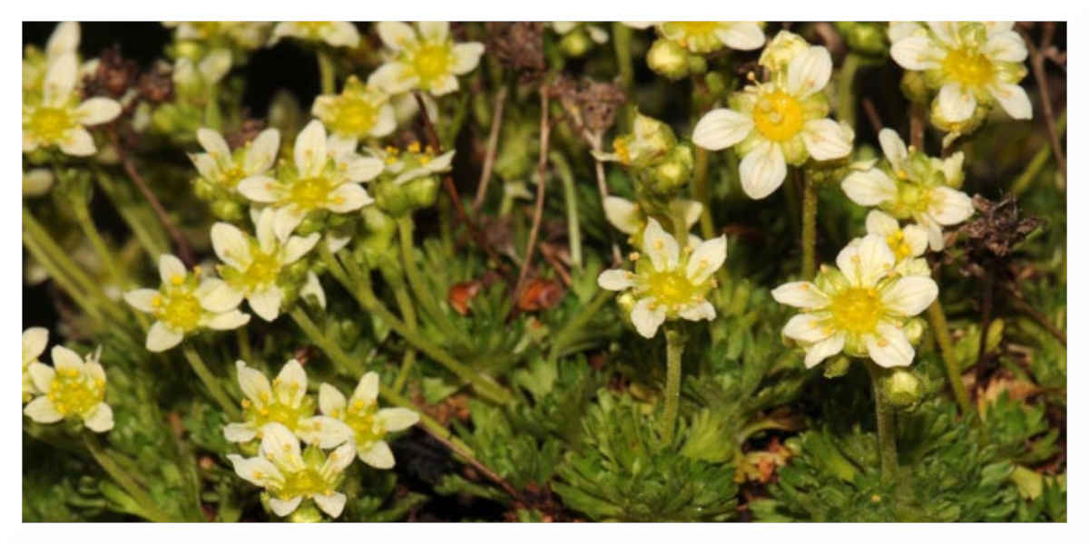 15 % des espèces de flore sauvage métropolitaine sont menacées de disparition