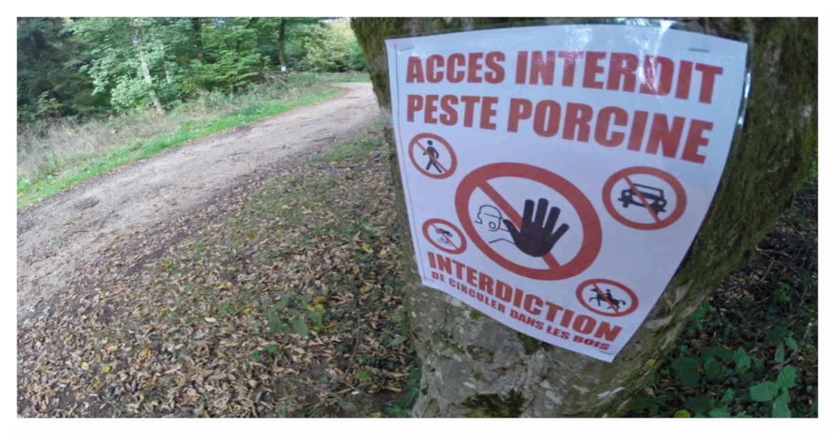 Peste porcine : la France crée une « zone blanche » sans sangliers