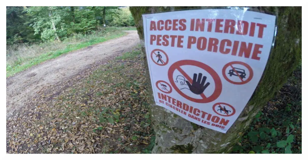 peste-porcine - Votre Actualité au Quotidien Peste porcine : la France crée une « zone blanche » sans sangliers