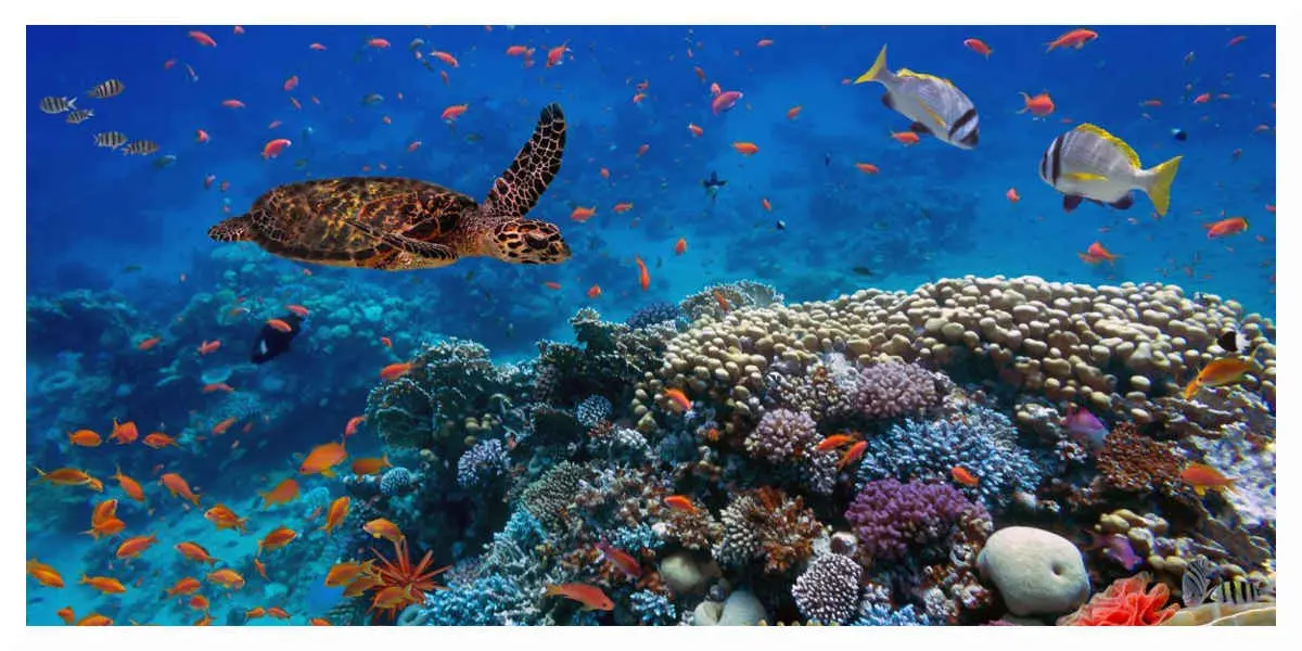 biodiversite-marine - Votre Actualité au Quotidien La biodiversité se meurt, nos modes de vie sont en sursis