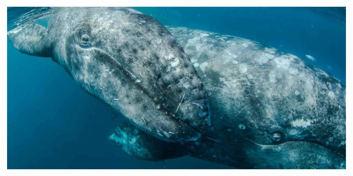Baleines