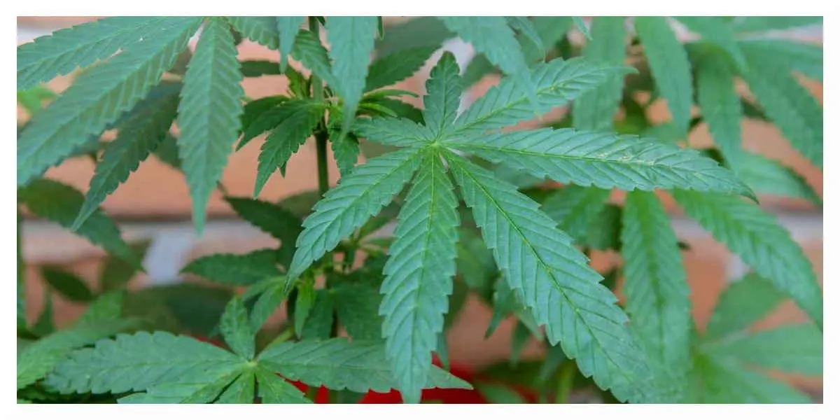 Le ministère de la Santé décide de prolonger l'expérimentation du cannabis thérapeutique