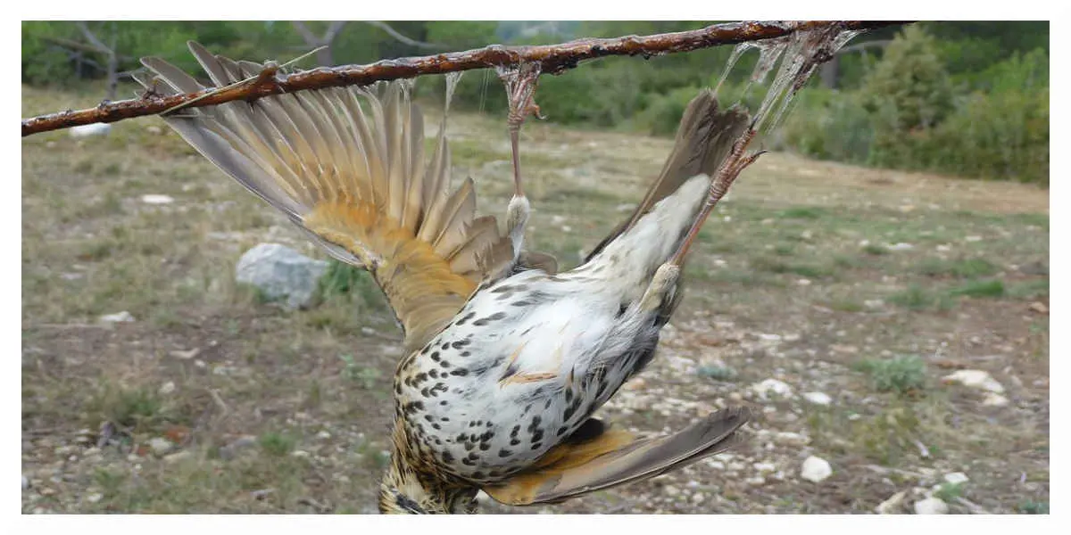 Ce gouvernement veut réautoriser des chasses traditionnelles d'oiseaux