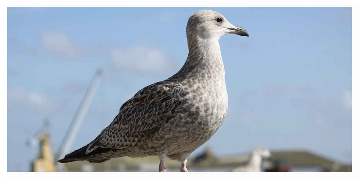 La Chine a détecté un premier cas humain de grippe aviaire H10N3