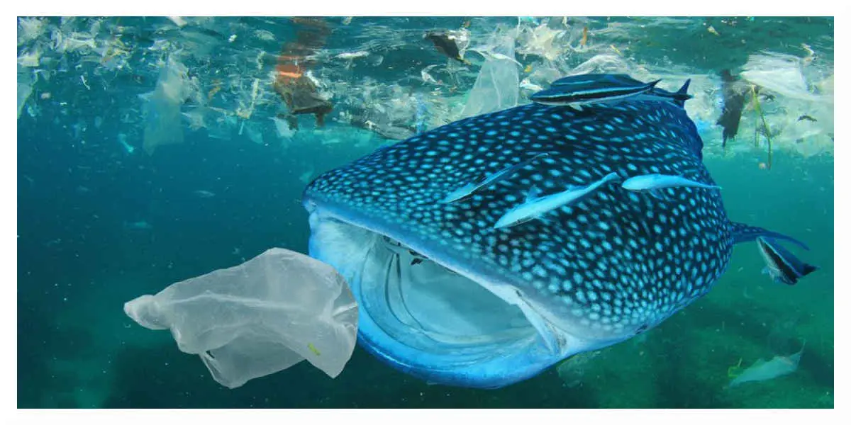 La Méditerranée est la mer la plus polluée d'Europe