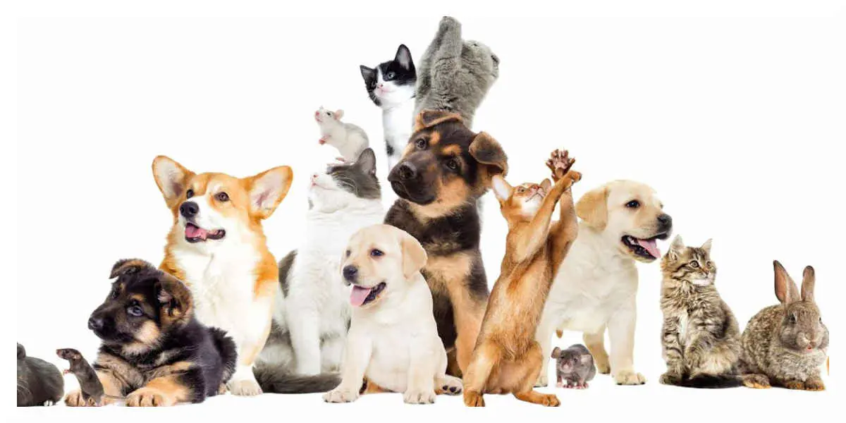 Comment faire garder son animal de compagnie cet été quand on part en vacances 