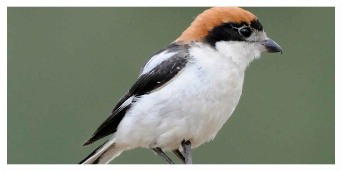 En France une espèce d'oiseau est en voie de disparition