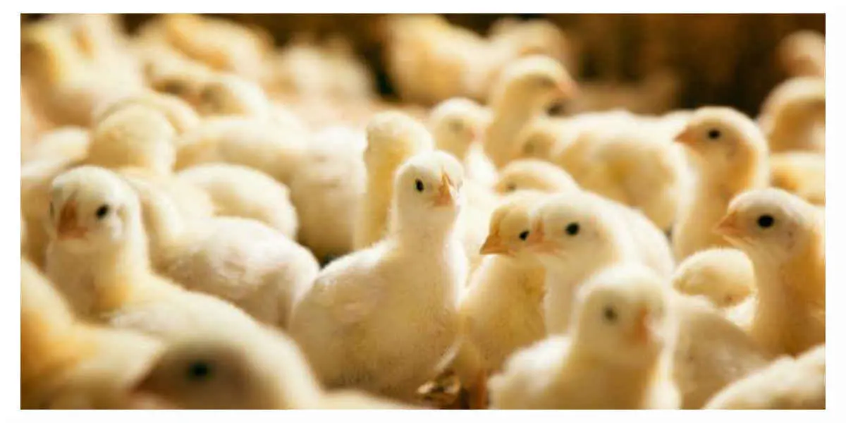 Poussins - Votre Actualité au Quotidien La France va mettre fin au broyage des poussins mâles et la castration des porcelets à vif