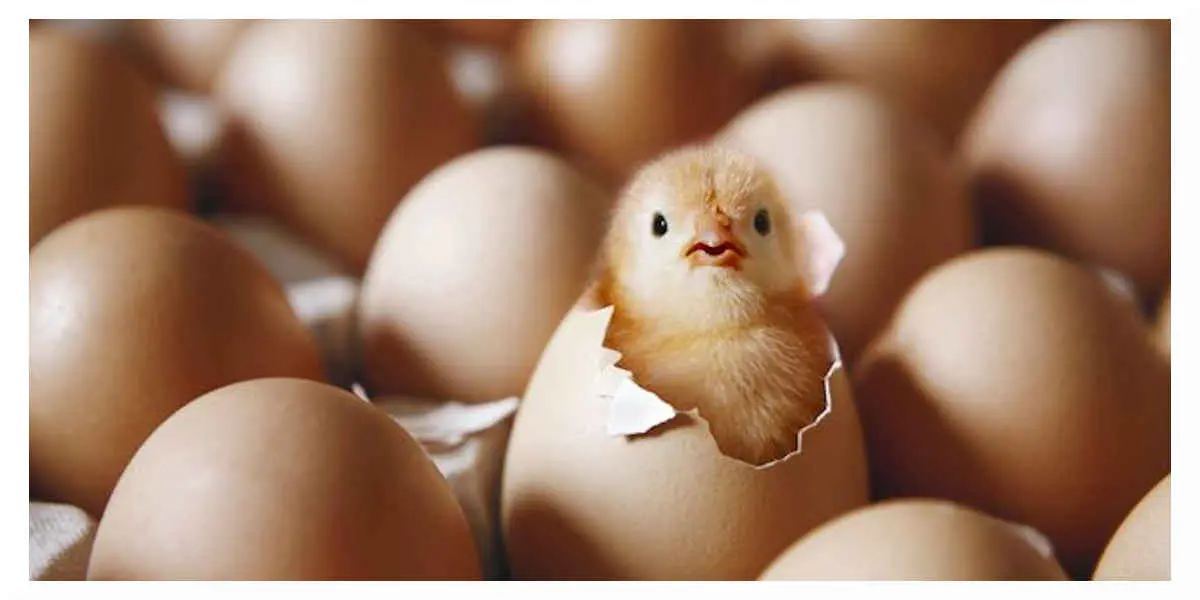 Poussins - Votre Actualité au Quotidien Malgré la promesse du gouvernement, des poussins mâles continueront d'être tués dés la naissance