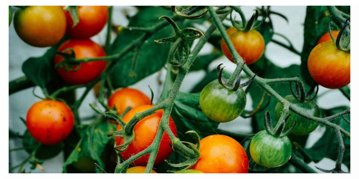 Tomates - Votre Actualité au Quotidien Tomates