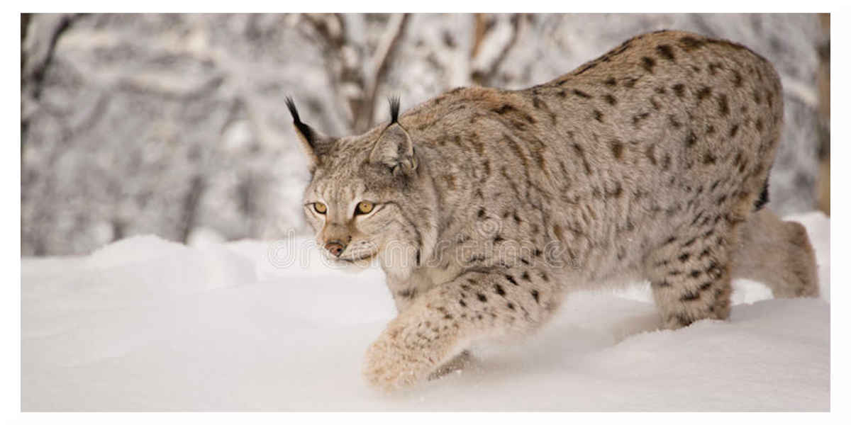 Le Lynx