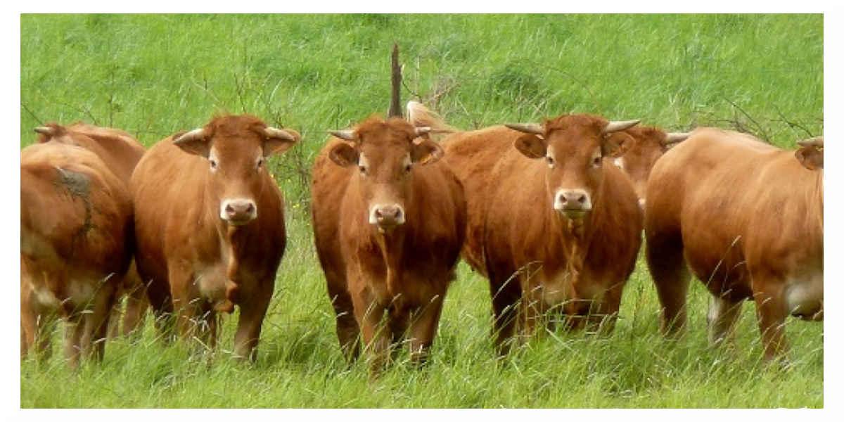 Le fumier de vache va-t-il bientôt produire de l'électricité en Corée du Sud ? 