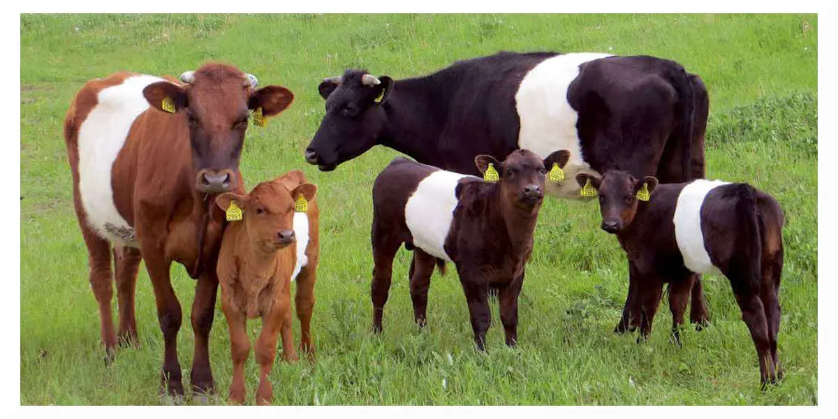 Dermatose nodulaire : l'État accorde une assistance financière aux agriculteurs qui accueilleront des bovins en descente d'estive