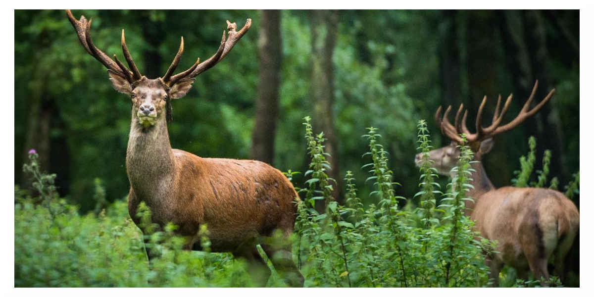 Associations et politiques appellent à la protection des animaux