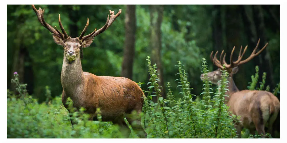 Associations et politiques appellent à la protection des animaux