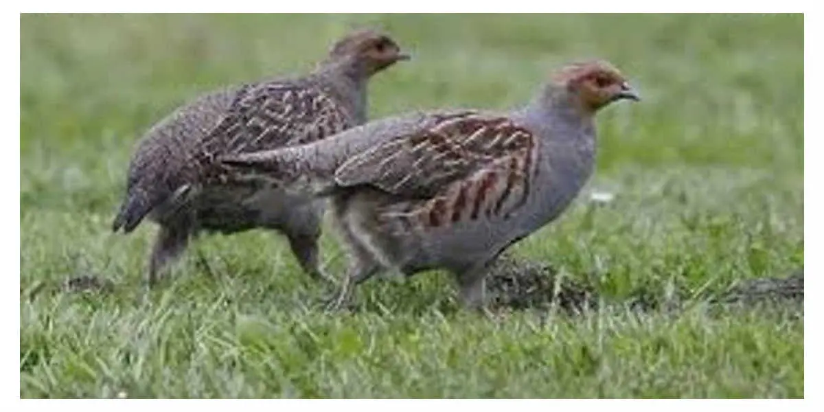 Oiseaux protégés : L'Europe donne trois mois à la France pour se mettre en conformité
